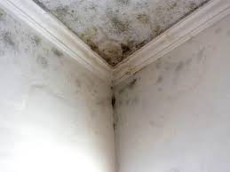 Why You Should Choose Our Mold Remediation Services in Harrison, OH